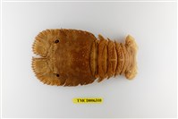 藏品(日本岩礁扇蝦)的圖片